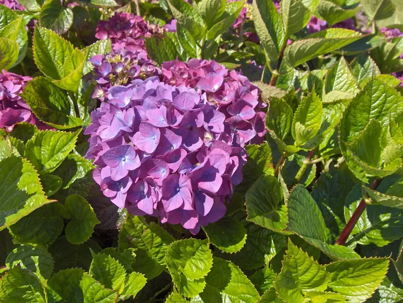 Hydrangea serrata