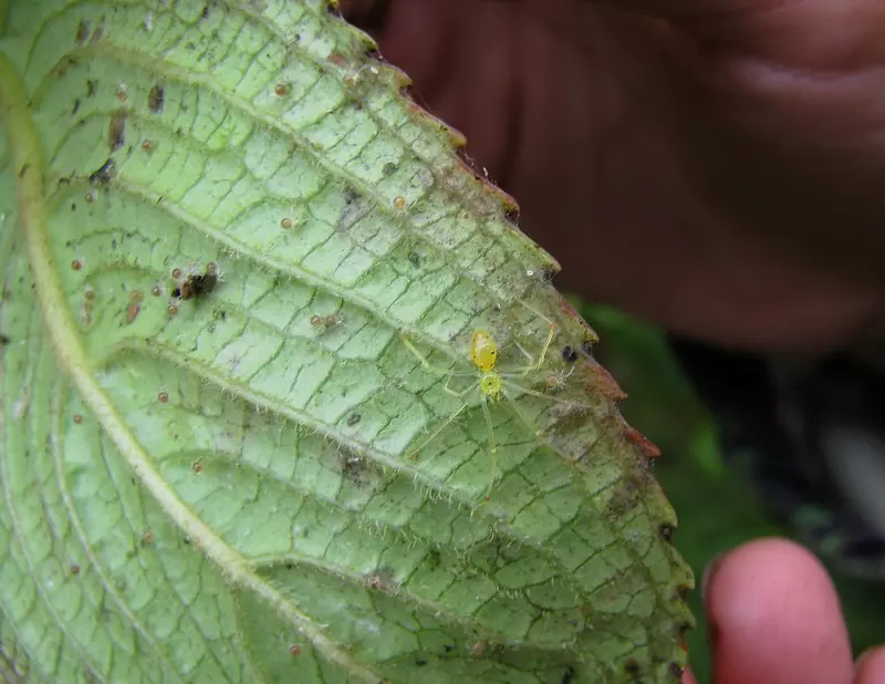 Parasites sous une feuille d’hortensia